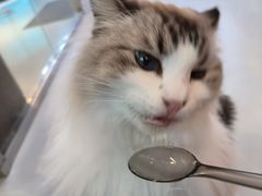 -豆逗聊愈猫阁Easy Life
