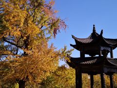 -千年银杏谷文化旅游区