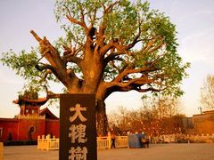 -大槐树寻根祭祖园