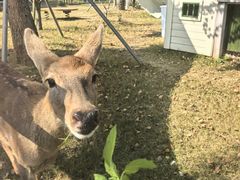 -金鸡湖桃花岛