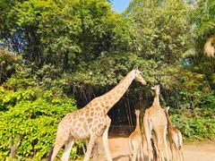 -广州长隆野生动物世界