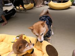 -逗柴咖啡屋·狗咖猫咖宠物桌游