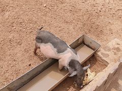 -秦皇岛野生动物园