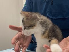 -东莞宠友24H宠物中心医院·转诊夜诊·异宠(新河北路院)