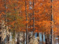 -白鹭湾湿地公园