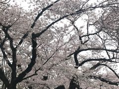 -井之头恩赐公园