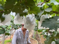 -马陆小张葡萄园农家乐