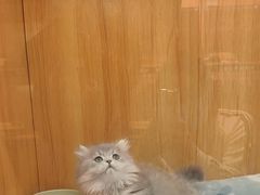 -欣宠猫屋·矮脚拿破仑·蓝金金渐层