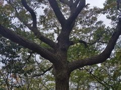 -紫金山山顶公园