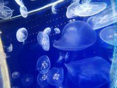 -厦门海底世界