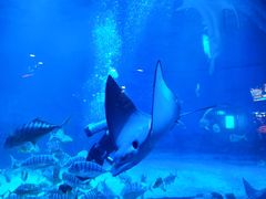 -烟台海昌鲸鲨海洋公园