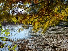 -溱湖国家湿地公园