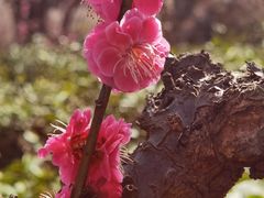 -梅花山(明孝陵内)