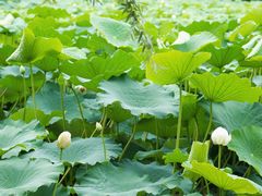 -白鹭湾湿地公园