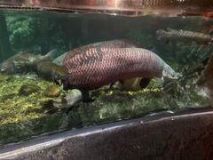 -暹罗海洋世界