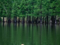 -白鹭湾湿地公园