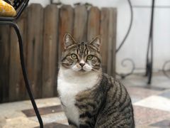 -喵屿·大理花园猫咖