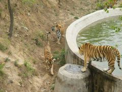 -石家庄市动物园