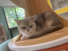 -Bastet sally猫舍购宠(静安店)