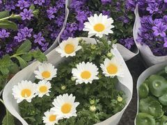 -香炉礁家具市场