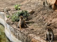 -海南热带野生动植物园