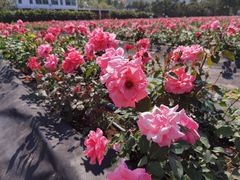 -亚龙湾国际玫瑰谷