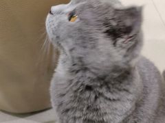 -藏猫猫咖啡主题馆(中央大道店)