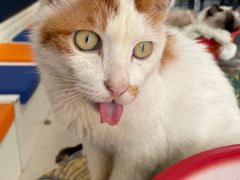 -平行世界·猫咖(首经贸店)