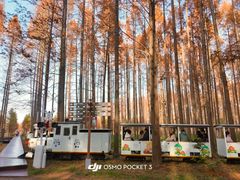 -黄海国家森林公园