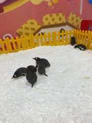 -第五极儿童乐园