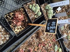 iphone_upload_pic-南农多肉大棚