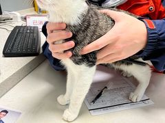 -伟伟宠物医院·瑞派猫友好医院·猫科(光谷店)