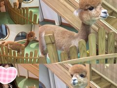 -藦茜花园宠物主题亲子互动体验馆(国顺东路店)