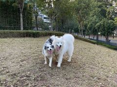 -景田北六街公园宠物主题园