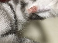 -纳吉亚猫专科动物诊疗中心(蒋宅口分院)