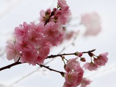 -天适樱花悠乐园