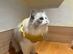 -滚猫咖啡·猫咖·猫友好撸猫(未来城店)