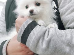 -宠福鑫康馨动物医院·骨科·眼科
