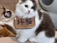-怪兽屋·羊驼·猫咖·狗咖(俊华广场店)