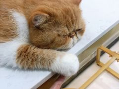 -糯米喵星人·撸猫猫舍咖啡馆(西市场嘉华店)