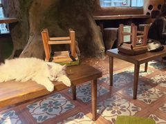 -猫猫幼稚园·撸猫·桌游·电玩
