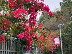 -东莞植物园
