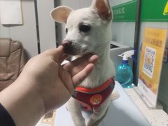 -半岛宠物医院24小时(科华中路店)