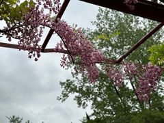 -嘉定紫藤园