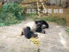 -深圳野生动物园