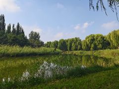 -大兴滨河森林公园