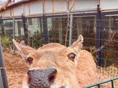 -丽泽山庄·生态怀柔菜·虹鳟鱼(红螺寺店)