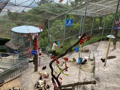 -西霞口神雕山野生动物世界