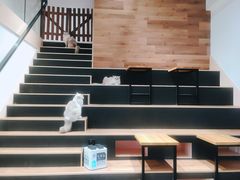 -瞄一喵猫咖(格力海岸店)