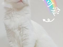 -高德24h动物医院